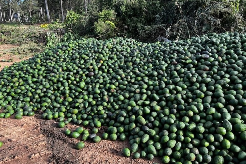 We Grew More Avocados Than Ever. And We Can't Get Them Out.